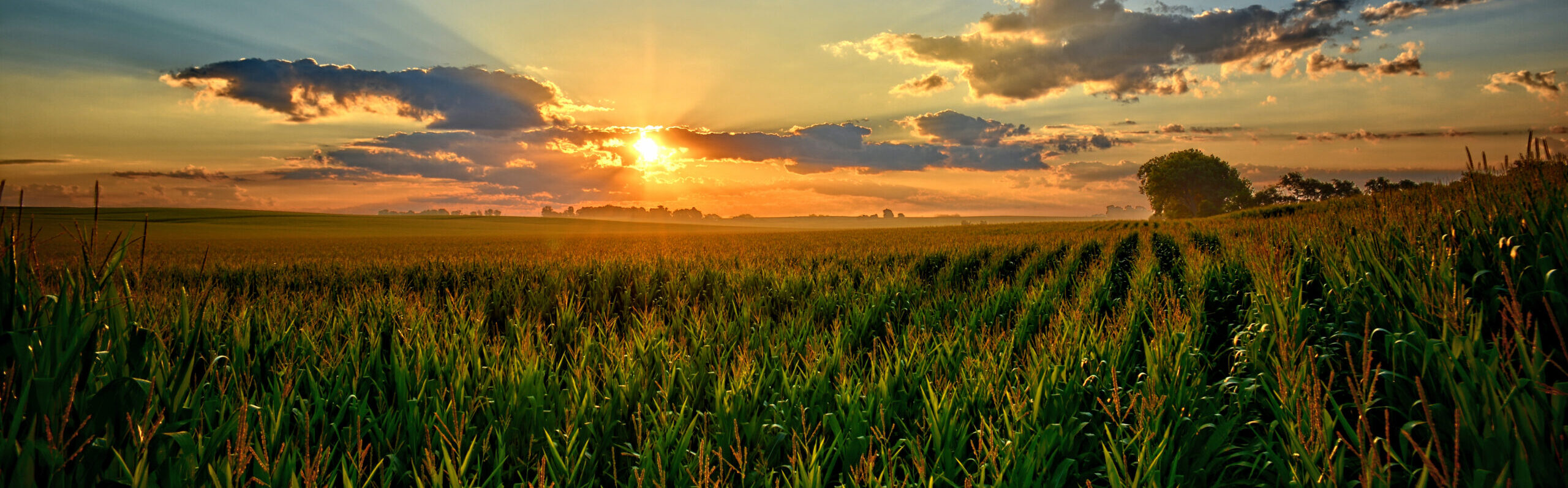 Iowa Corn Fields